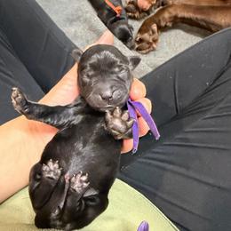 Ella Purple Collar - Black female Labrador Retriever puppy in Elloree, South Carolina from Moonlight Kennels LLC