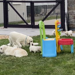 Golden Retriever and Jack Russell Terrier Puppies from Shelby Burleson's Golden Retrievers and Jack Russell Terriers
