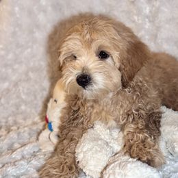 Lime green- Ricky - Red male Maltipoo puppy in West Jordan, Utah from Mid Sized Maltipoos and More LLC