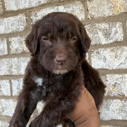 White Collar Girl - Chocolate female Goldendoodle puppy in Lithia Springs, Georgia from Opulent Goldendoodles