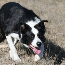 American Bulldogs and Border Collies from X-PERT JD'S