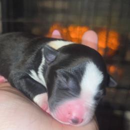 Harold - Black and white male Border Collie puppy in Liverpool, Pennsylvania from Breezy Acres Stock & Sporting Dogs
