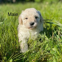 Goldendoodle Puppies from Doodle Paradise