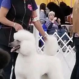 Poodles from LarKan Std Poodles