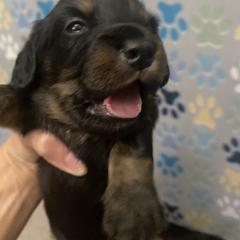 Dachshund Puppies from The Wienery