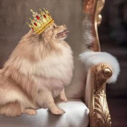 Tilly - Pomeranian