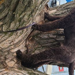Poodle Puppies from My Buddies Puppies