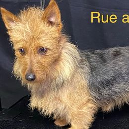 Rue Roo - Australian Terrier