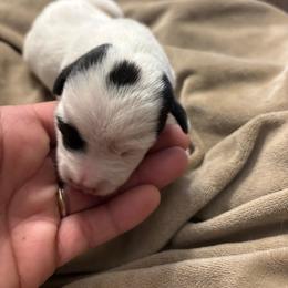 Jack Russell Terrier puppies from Rose Haven Farm