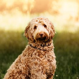 Henry - Australian Labradoodle