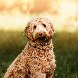 Henry - Australian Labradoodle