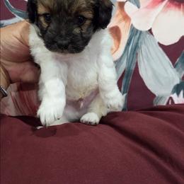 Ash - Black & tan tri-color male Maltipoo puppy in Everett, Washington from Meadows Ranch