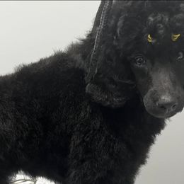 Poodles from Piranha Poodles