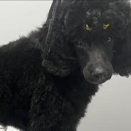 Poodles from Piranha Poodles