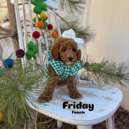 Bernedoodle, Cavalier King Charles Spaniel, Cavapoo, Goldendoodle, and Poodle Puppies from Gypsi Doodles & Poodles LLC.