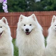 Finnish Lapphunds and Samoyeds from Allusion