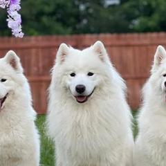 Finnish Lapphunds and Samoyeds from Allusion