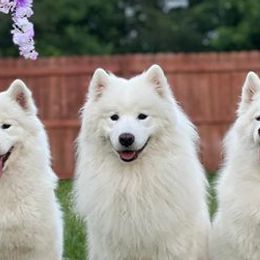 Finnish Lapphunds and Samoyeds from Allusion