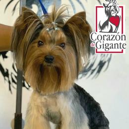 Taki - Yorkshire Terrier