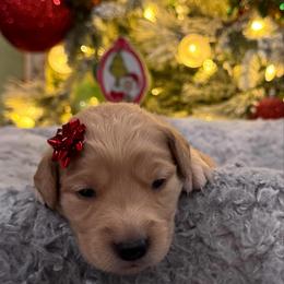 Rose Who: Orange collar - Dark golden female Golden Retriever puppy in Monterey, Tennessee from Lawson’s Green Acres Goldens and Mini Dachshunds
