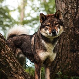 Doru - Shikoku