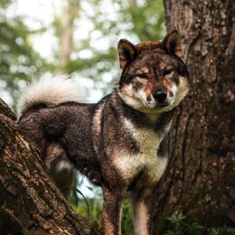 Doru - Shikoku