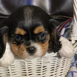 Cavalier King Charles Spaniel Puppies from F-Stop Cavaliers