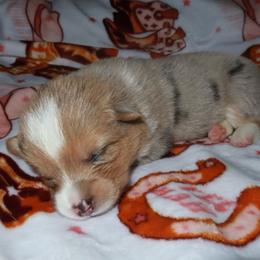 Trixie - Red merle and white female American Corgi puppy in Kennewick, Washington from Corgis of Tricities