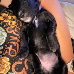 Bernedoodle Puppies from NOB Bernedoodles