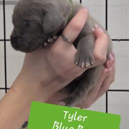 Tyler - Blue male Great Dane puppy in Longview, Texas from Lazy A Danes