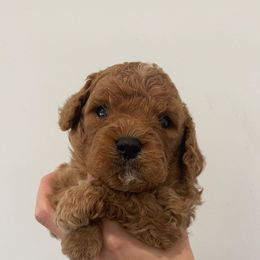 Boy 4 - Chocolate Cavapoo puppy in Tennessee from Shannan's Cavapoos