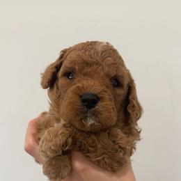 Boy 4 - Chocolate Cavapoo puppy in Tennessee from Shannan's Cavapoos