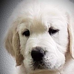 Golden Retriever Puppies from Hearts Of Gold Retrievers LLC