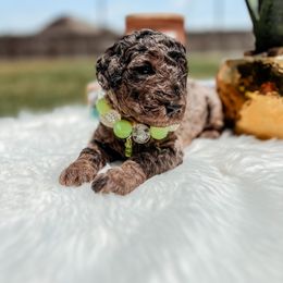 Goldendoodle Puppies from Posh Paws Puppies