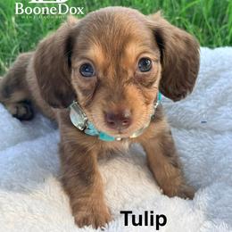 Tulip - Chocolate and cream female Dachshund puppy in Lexington, Oklahoma from BooneDox Miniature Dachshunds