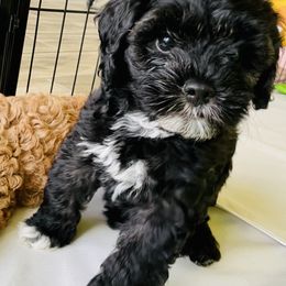 Cavapoo and Cockapoo Puppies from Benji’s Cockapoos