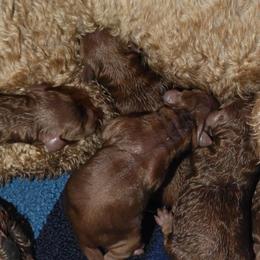 Reds - Red  female Goldendoodle puppy in Austin, Texas from Austin Doodles & Poodles