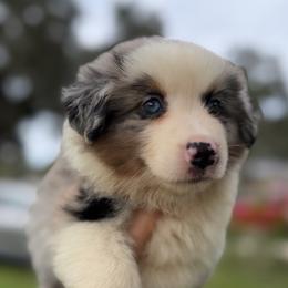Skye AKC - Blue merle female Australian Shepherd puppy in Polk City, Florida from Skaky Shepherds