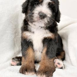Klaus - Tri-color male Bernedoodle puppy in Pulaski, Tennessee from My Fair Doodles