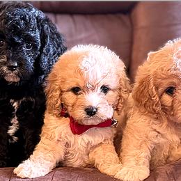 Cavalier King Charles Spaniels, Cavapoos, Cockapoos, and Cocker Spaniels from Enchanted Spaniels