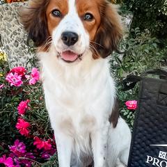 Henna - Nederlandse Kooikerhondje