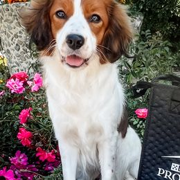 Henna - Nederlandse Kooikerhondje