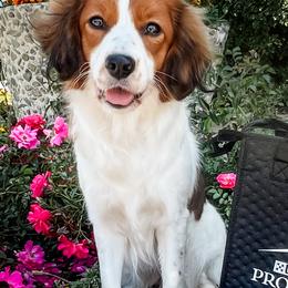 Henna - Nederlandse Kooikerhondje