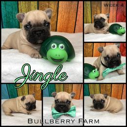 Bulldog Puppies from Bullberry Farm