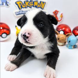 Onyx - Black tri-color male Australian Shepherd puppy in Riverside, California from Aus Cal (Aussies of soCal)