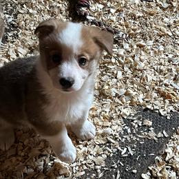 Boy 4 - Red male Pembroke Welsh Corgi puppy in Saylorsburg, Pennsylvania from Dunnideer Farm