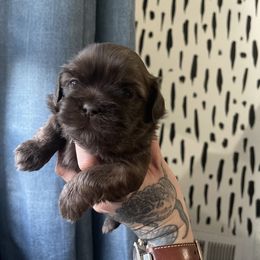 Shih Tzu Puppies from Shihtzus.Sc
