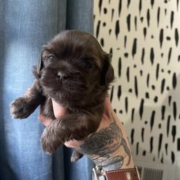 Shih Tzu Puppies from Shihtzus.Sc