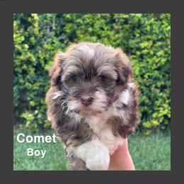 Havanese Puppies from Havareese Havanese