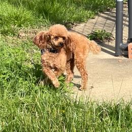 Gianni - Poodle